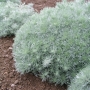 Kietis (Artemisia schmidtiana) 'Silver Mound'